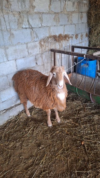 Продаётся кошкарчик в май год будет