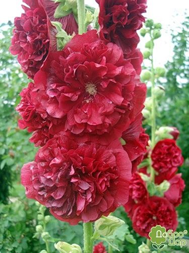 Мальва махровая Красная