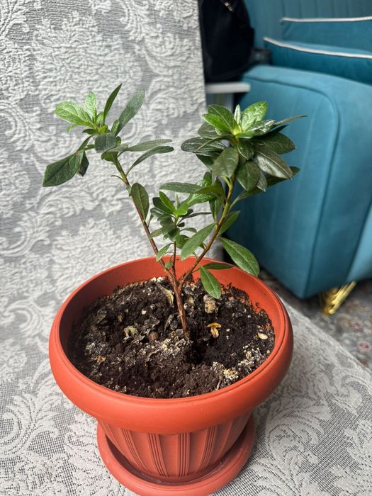 Комнатное растение Азалия