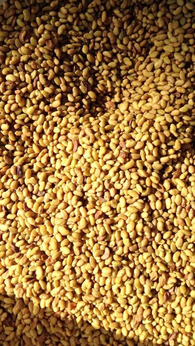 Люцерна, семена люцерна, люцерново семе