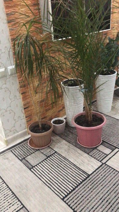 Продам домашние цветы