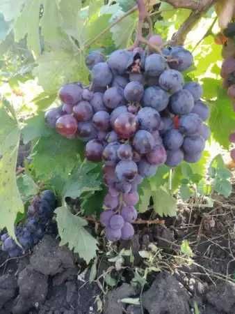 Продавам грозде хамбургски мискет за вино и ракия