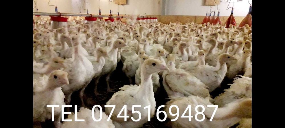 Vindem pui la 24 de zile :pui de carne ,curcani, puicute ouatoare