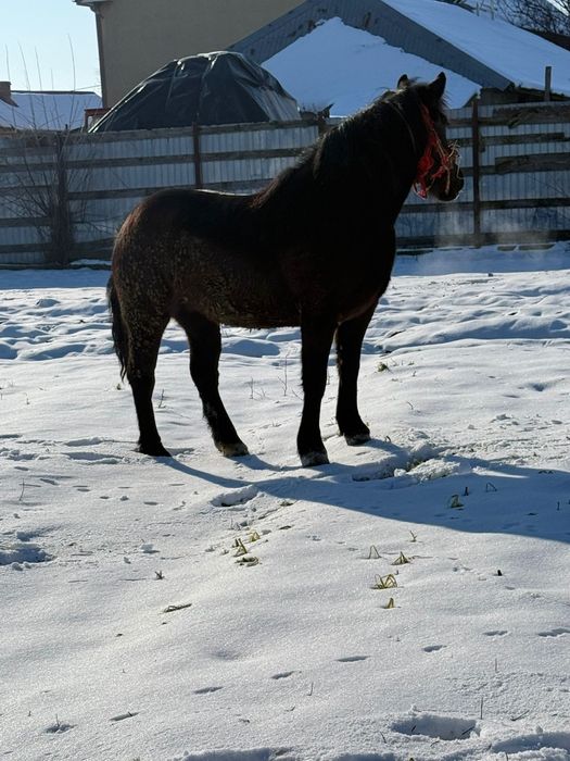 Vând mânza  semigrea ,foarte cuminte