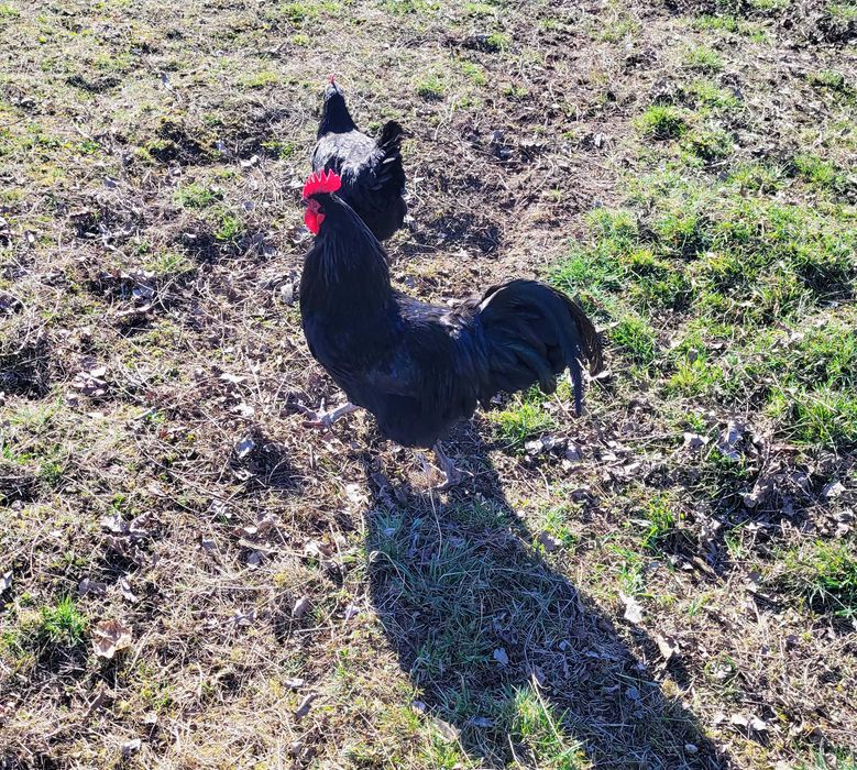 Cocos australorp 1 an