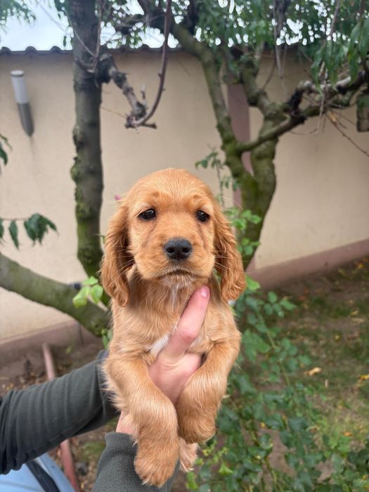 Cocker Spani fetita