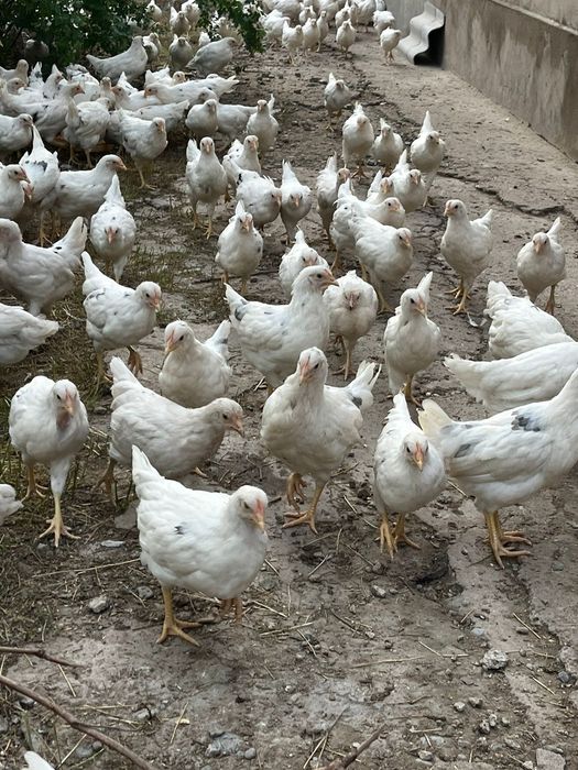 Куры несушки 80 дней
