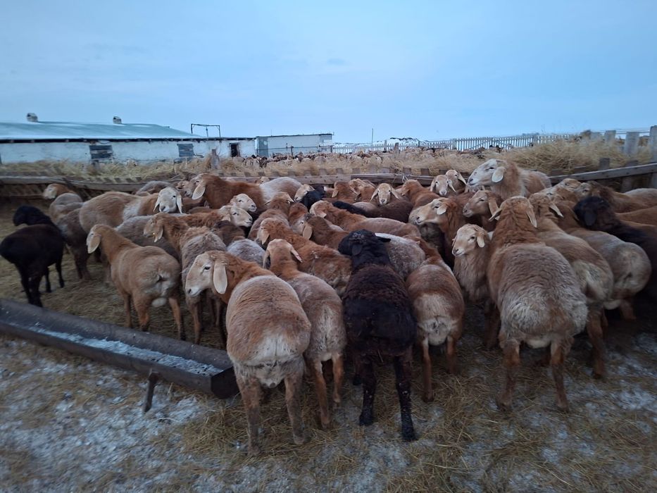 Продам АРАШАН кошкар