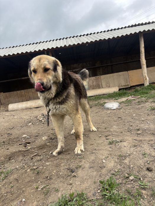 Сатылады Алабай күшік