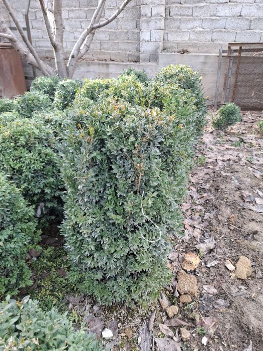 Шамшит сатылады самал 3