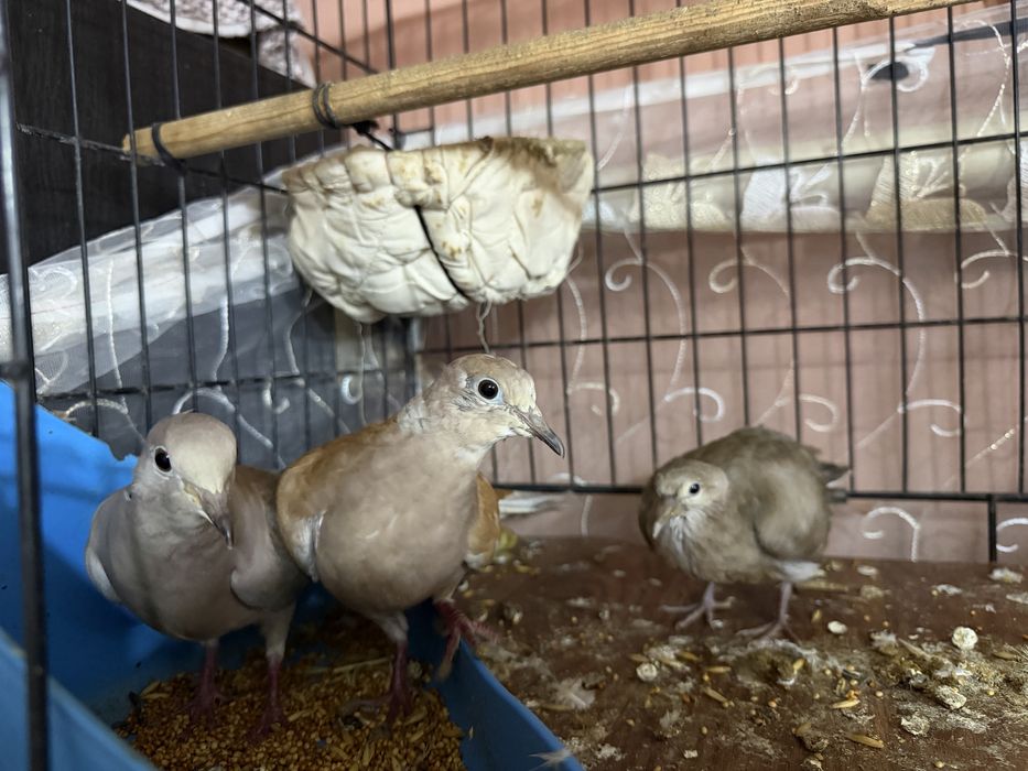 Продам кольчатых Горлиц