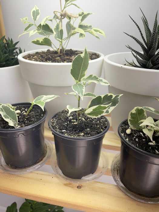 Фикус Бенджамина