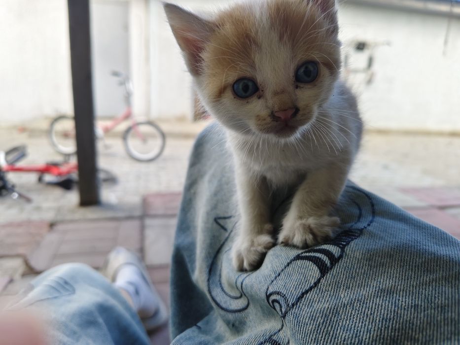 отдам котят бесплатно