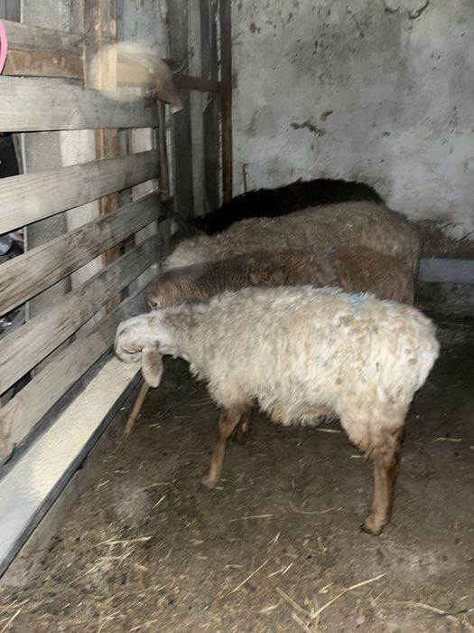 Семіз тұсақ бордақы