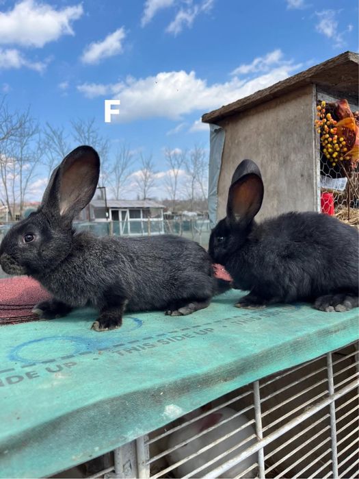 Iepuri uriaș german