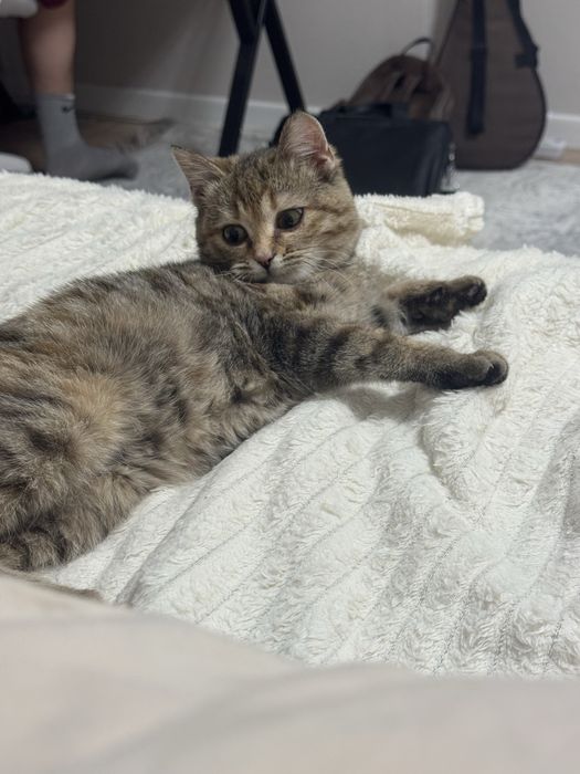 Кошка в добрые руки