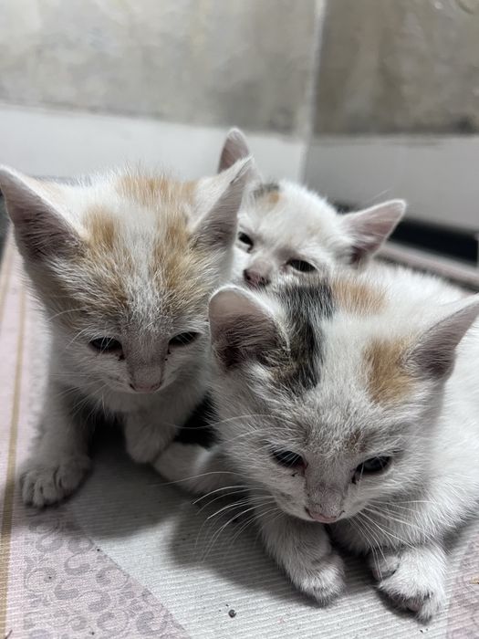 кошка с котятами