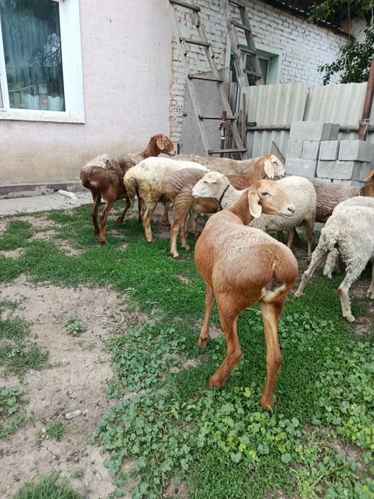 В продажи Барашки жирные