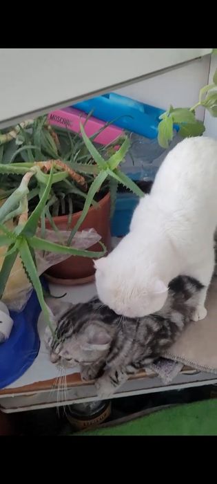 Вязка кот шотландский вислоухий