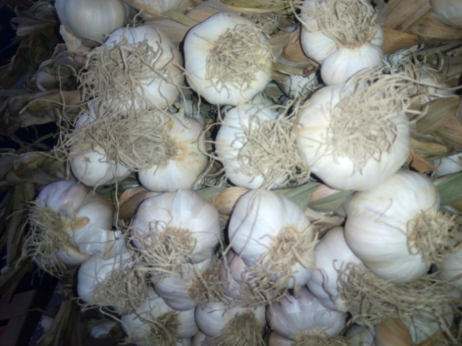 Sireaguri Usturoi de Copălău românesc