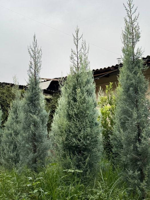 Kiparis Arizona archa голубой yel Arizonka giparis italiya