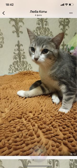 Котик,4мес. В добрые руки