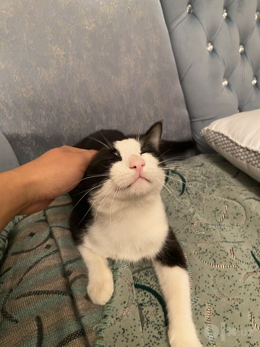 Котенок 1год в хорошие руки