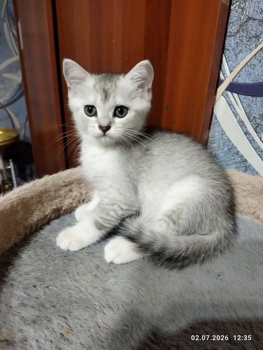Продаются шотландские чистокровные котята