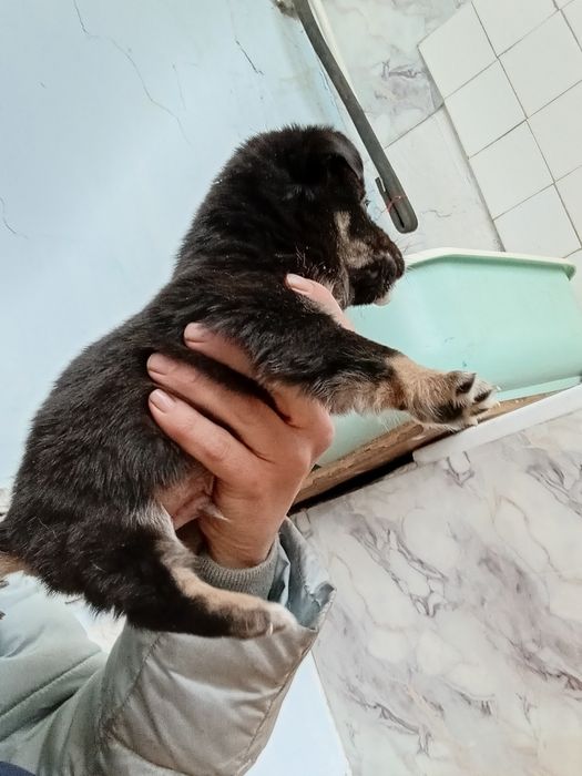 Отдам в добрые руки