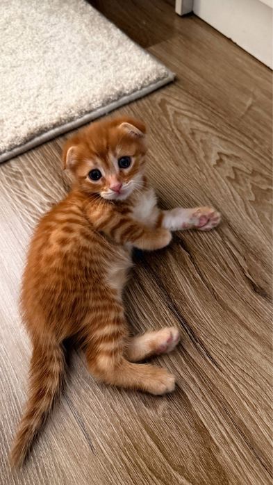 Вислоухие котята