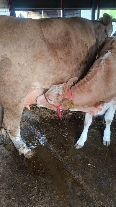 Vaca, junică și vițică de vânzare