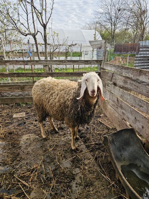 Mieluță  Bergamasca