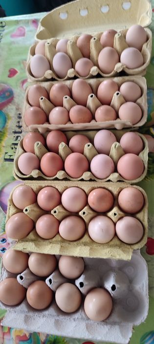 Ouă de tara pt consum