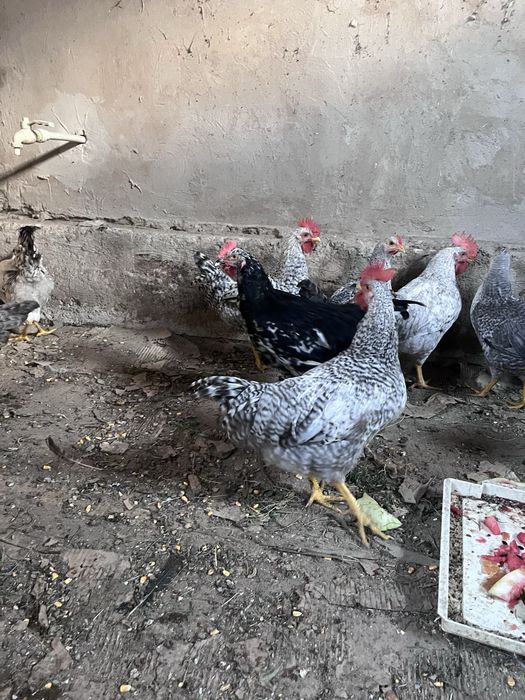 Продам молодых петухов