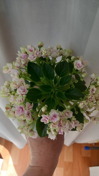 Фиалки сортовые.