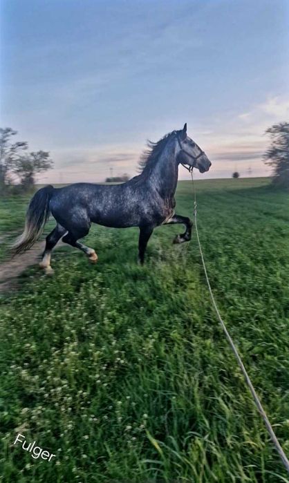 Armasar Monta  Kwpn  Cal Talie Mare