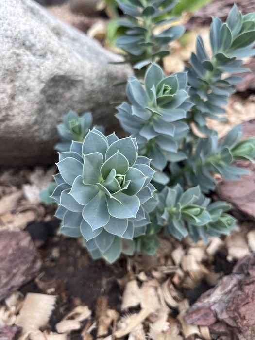 Комнатные и садовые растения