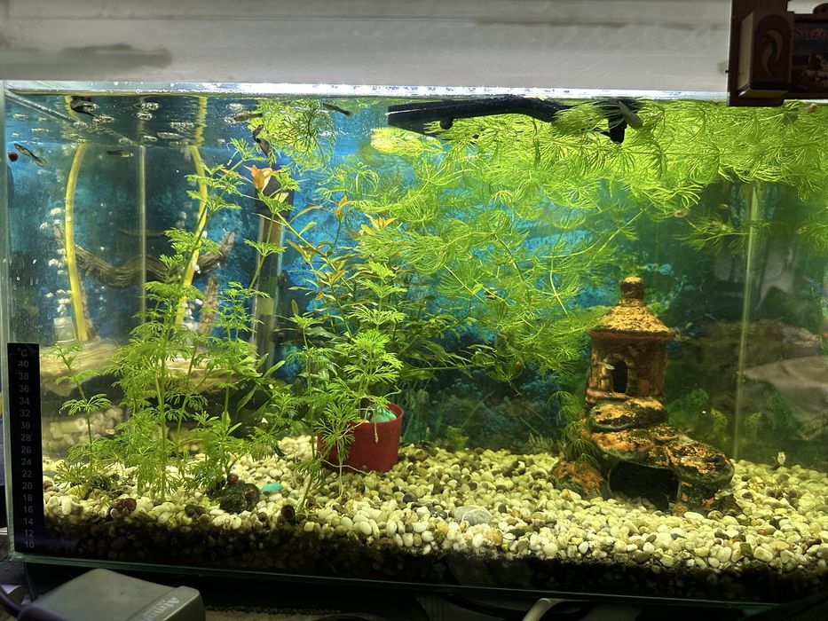Продам два акварюма с рыбками и т д