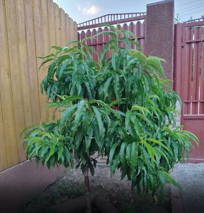 Pomi fructiferi columnari