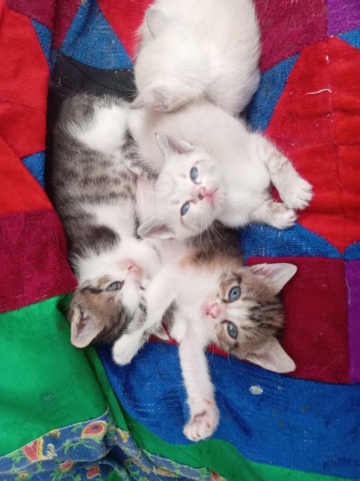 Отдам котят  в добрые руки