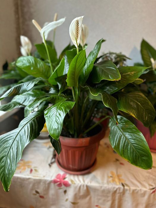 Продам цветы Женское счастье