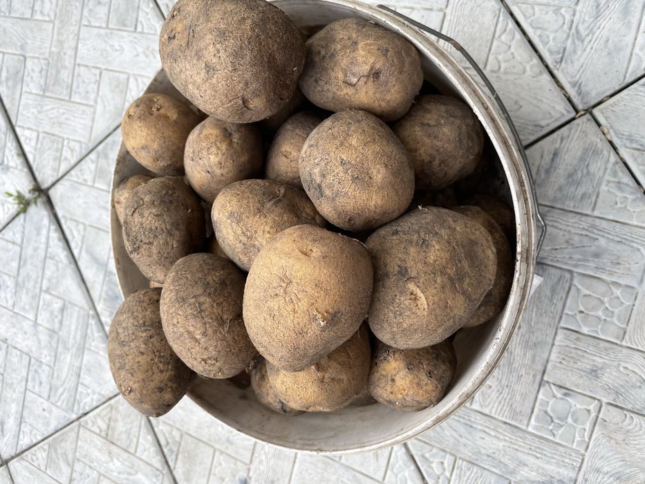 Продам домашний картофель