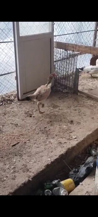 Байцовсый тауык .