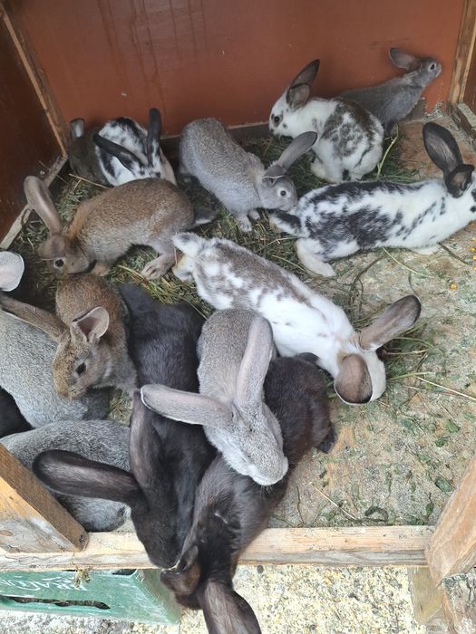 Vând iepurași în vârstă de 2 luni