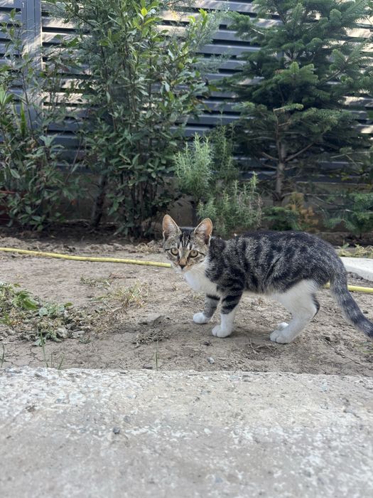 Adopție pui pisică