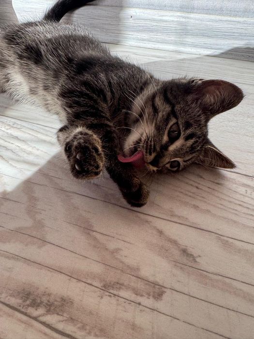 Котёнок мальчик в добрые руки