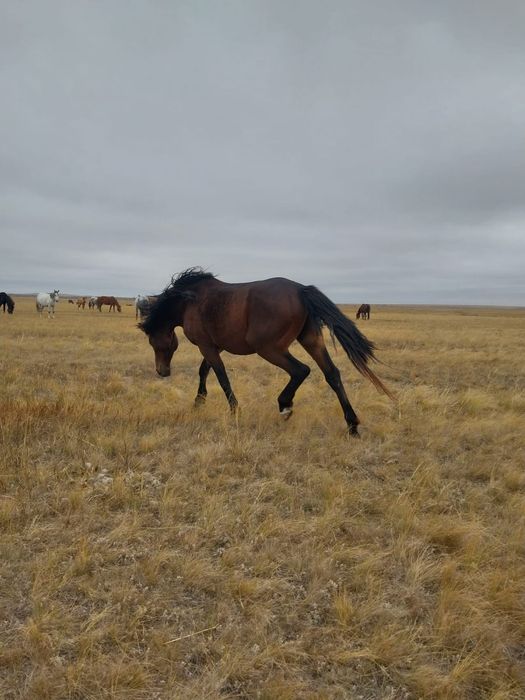 Продам коня 750 000