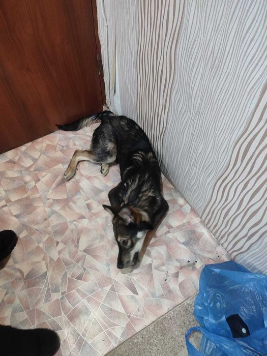 Чей потеряшка? Хозяин, найдись!