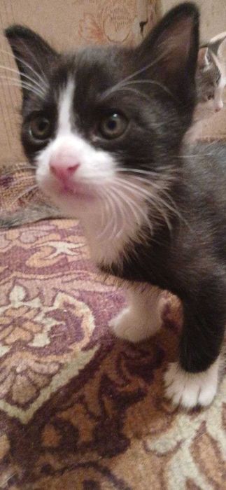 Котята почти 2 месяца