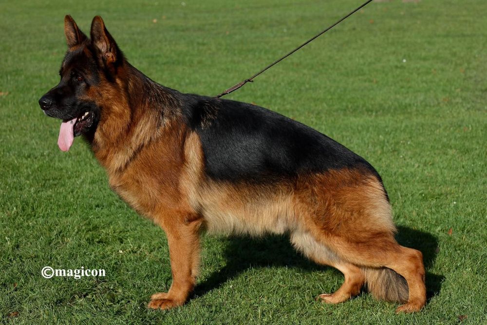 Ciobanesc german pui(mascul)